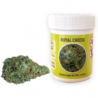 24231 Royal Cheese CBD